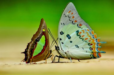 Doğa güzel kelebeği (Bahadır, Jewelled Polyura delphis)