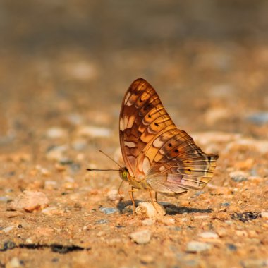 Serseriler Egista Sinha (Fruhstorfer), gezgin kelebek