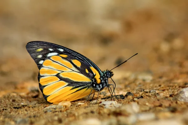 Mariposa amarilla y negra (Hill Jezabel ) — Foto de Stock