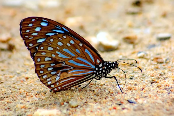 Blue butterfly on sand — Stock Photo, Image
