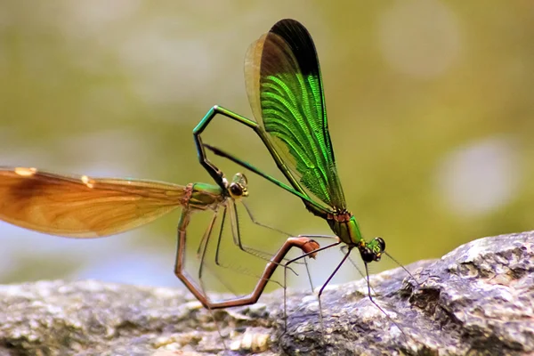 Krásná Demoiselle Damselfly (Calopteryx virgo) — Stock fotografie