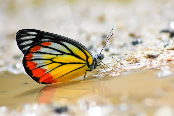 Жовта метелик червоний (пофарбовані Єзавель) — стокове фото