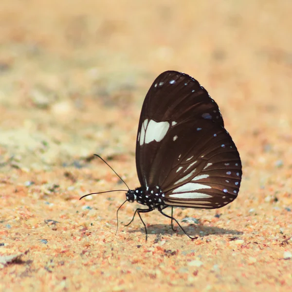 Magpie Crow butterfly eat minerals — Stock Photo, Image