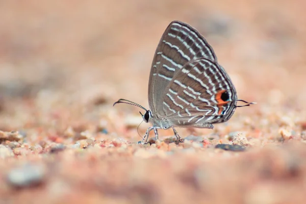 Gram Blue butterfly (Euchrysops cnejus) — Stock Photo, Image