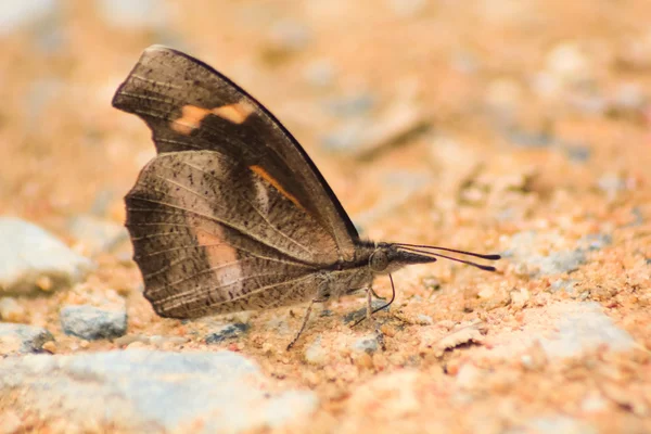 Clube de bico borboleta alimentando comida de água — Fotografia de Stock