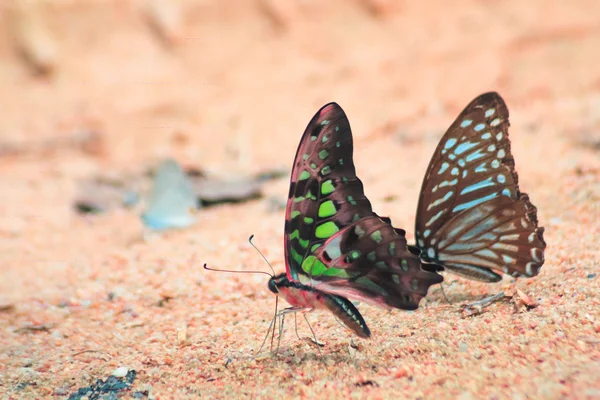 Tailed jay butterfly in nature — Stock Photo, Image