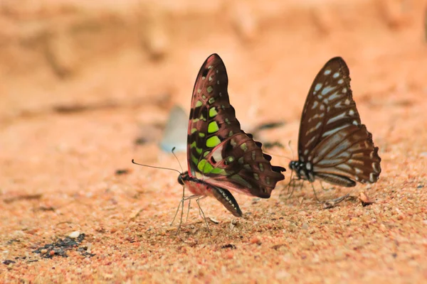 Kuyruklu kuş kelebeği doğada — Stok fotoğraf