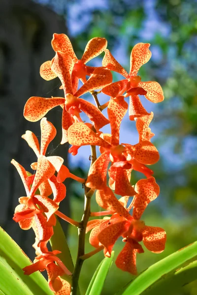 Flor completa de flor de orquídea amarilla — Foto de Stock