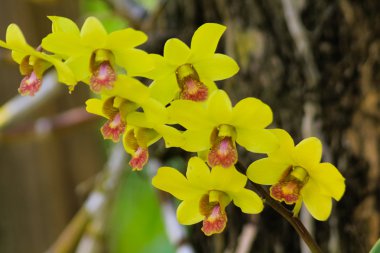 Orkide orkide, mor, orkide mor çiçek Tayland kraliçesi olarak kabul edilir