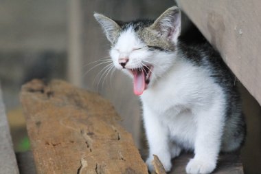 Küçük gri kedi portresi