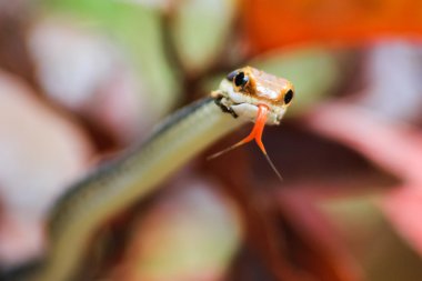 Güneydoğu Asya, Tayland 'da bulunan boyanmış bronz ağaç yılanı (Dendrelaphis pictus)