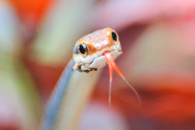 Güneydoğu Asya, Tayland 'da bulunan boyanmış bronz ağaç yılanı (Dendrelaphis pictus)