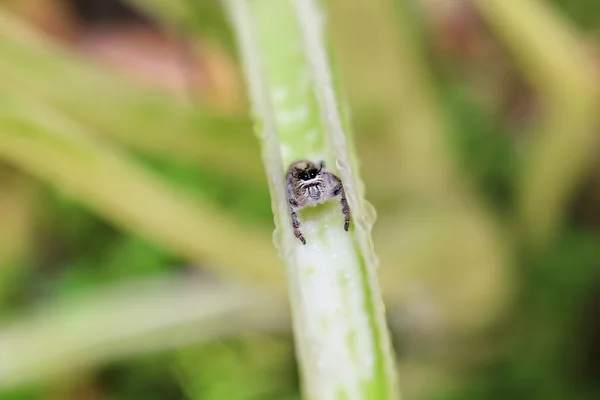 Ciężki sweter pająk - Hyllus diardi - Salticidae — Zdjęcie stockowe