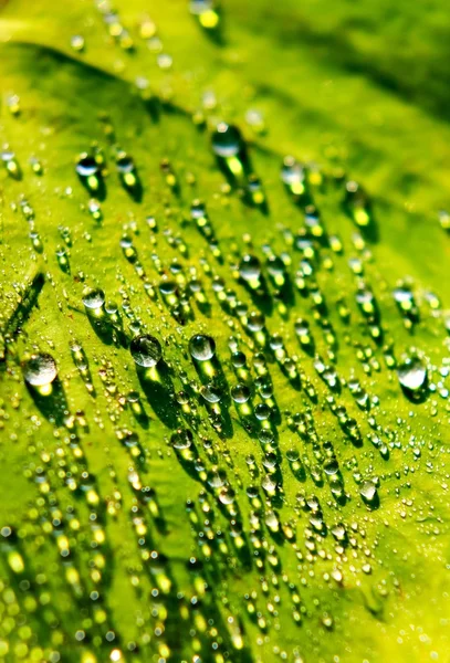 Closeup πρωινή δροσιά πάνω φύλλα τροπικό φυτό στη φύση — Φωτογραφία Αρχείου