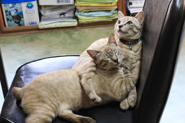 Pequeno retrato de gatinho cinza — Fotografia de Stock