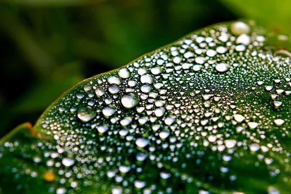 Closeup πρωινή δροσιά πάνω φύλλα τροπικό φυτό στη φύση — Φωτογραφία Αρχείου