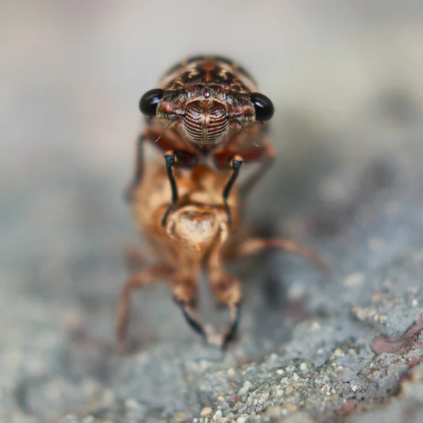 Cicada (Hemiptera: Cicadidae) changing its skin