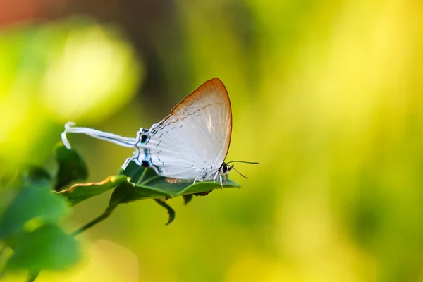 Schöner Schmetterling (flauschige meise), thailand — Stockfoto