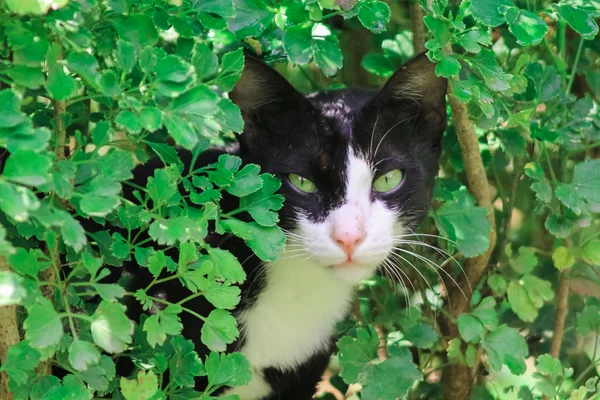 Gato negro mirando a la cámara — Foto de Stock