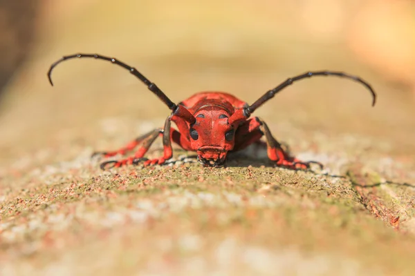 El Escarabajo Capricornio — Foto de Stock