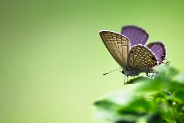 Грам Блакитний метелик на зеленому листі з зеленим фоном . — стокове фото