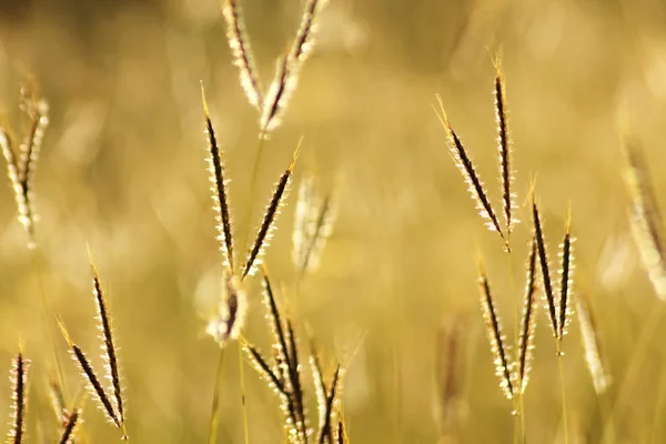 Brunt gräs med solsken i vinden — Stockfoto