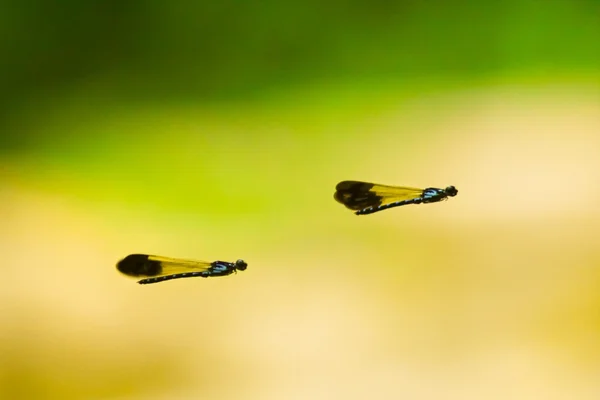 Latająca Damselfly — Zdjęcie stockowe