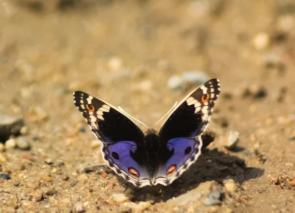 Borboleta morfo azul na areia — Fotografia de Stock