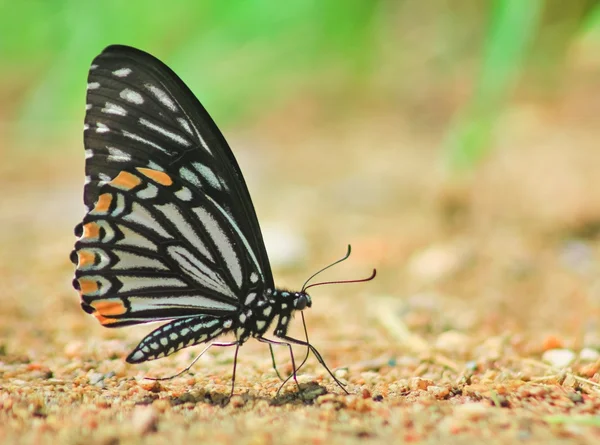 Mimo común mariposa et mineral en la arena — Foto de Stock