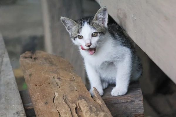 Pieni harmaa kissanpentu muotokuva — kuvapankkivalokuva