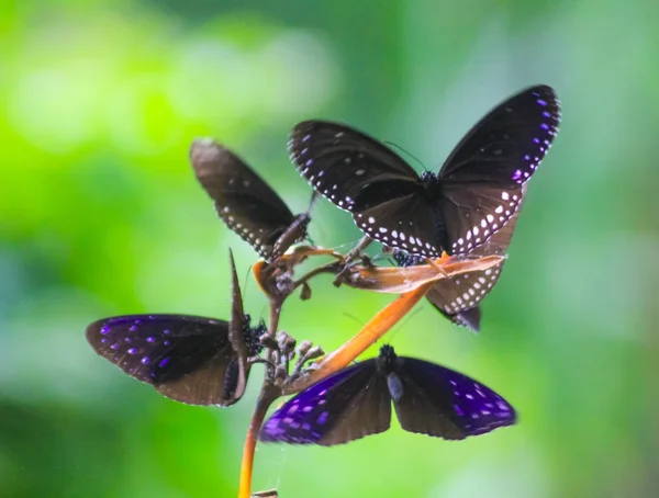 Euploea core, Mariposa cuervo común con hoja en el parque, jardín, bosque — Foto de Stock