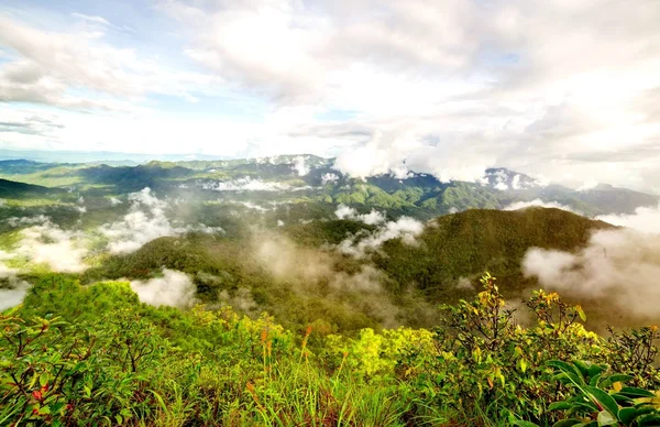 Vue aérienne de la forêt — Photo