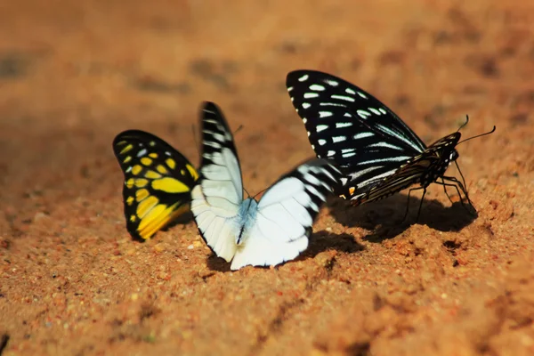 Fivebar Swordtail, Butterfly — Stock Photo, Image