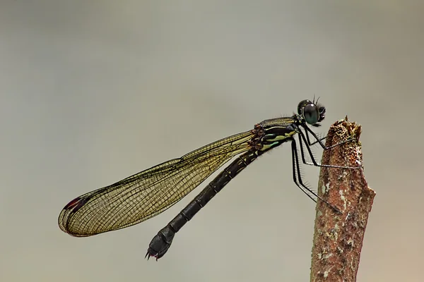 Aristocypha fenestrella rambur, doğadaki küçük hanım sineği — Stok fotoğraf
