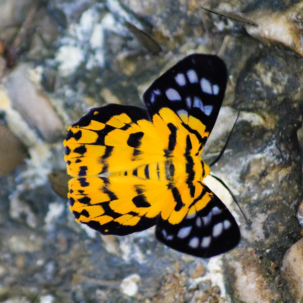 Primer plano de la polilla Dysphania militaris charlando en la naturaleza, vista dorsal — Foto de Stock