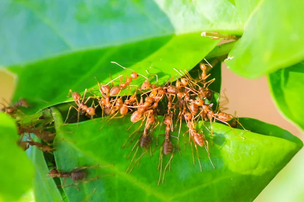 Yaprak yeşil bina ev kırmızı karınca ekip çalışması — Stok fotoğraf