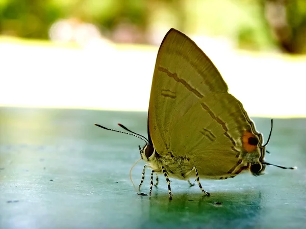 Mały niebieski (cupido minimów), motyl z rodziny modraszkowatych. — Zdjęcie stockowe