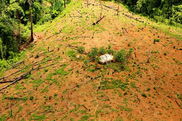 Sucesión o invasión de árboles en un claro — Foto de Stock