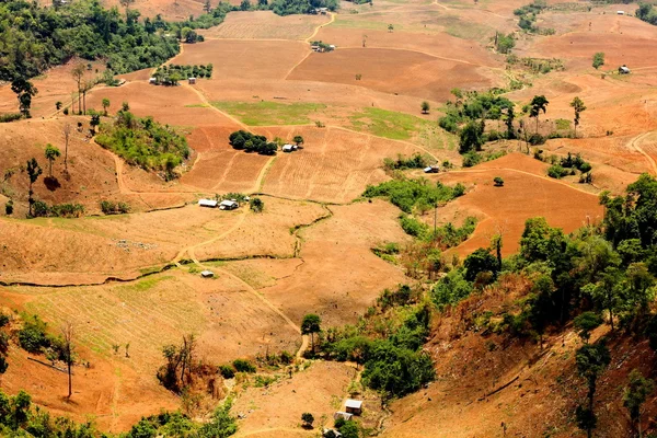 Succession or encroachment of trees into a clearing — Stock Photo, Image