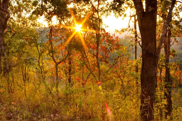 Varma höst landskapet i en skog, med solen kastar vackra strålar av ljus genom dimma och träd — Stockfoto