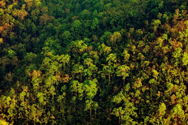 Ormanın havadan görünüşü — Stok fotoğraf