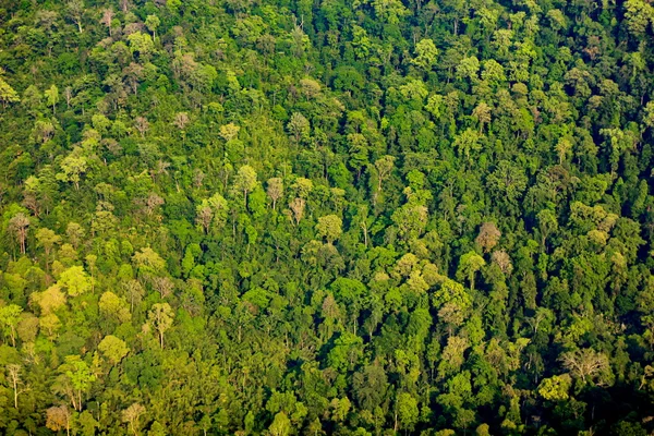 Αεροφωτογραφία του δάσους — Φωτογραφία Αρχείου
