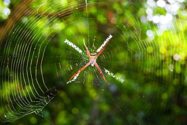 büyük örümcek ormandaki web üzerinde asılı