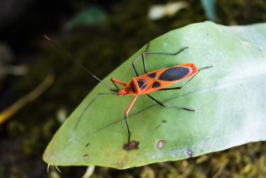 Kırmızı pamuk hata, pamuk stainer (Dysdercus cingulatus) böcekler.