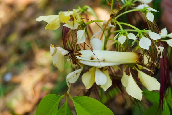 Peygamber devesi (Tenodera aridifolia sinensis) — Stok fotoğraf