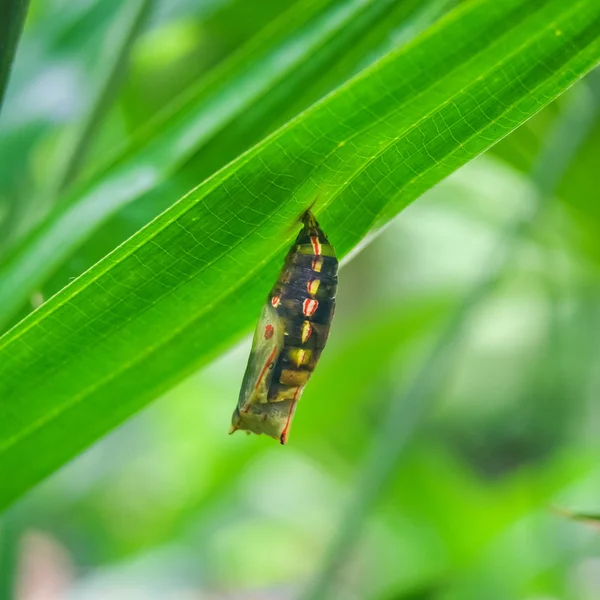 Motyl pupa — Zdjęcie stockowe