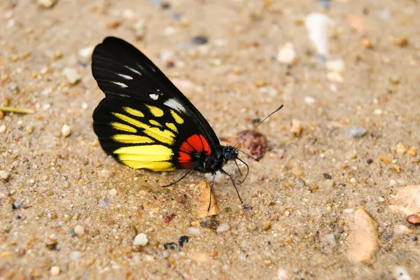 A borboleta Jezebel de Mancha Vermelha — Fotografia de Stock