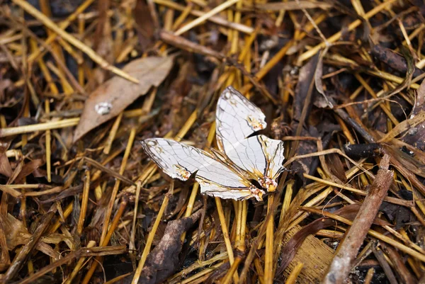 Carte commune papillon (Cyrestis thyodamas thyodamas) sur le sol — Photo