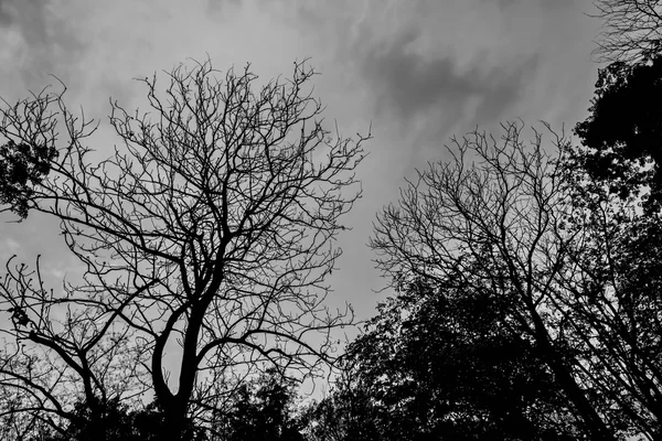 Abgestorbener Baum mit Sonnenlicht — Stockfoto