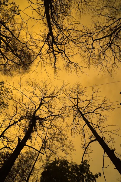 Árvore olhando para cima, Árvore morta com luz solar — Fotografia de Stock